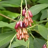 Plants: image 16 Of 117 Thumb